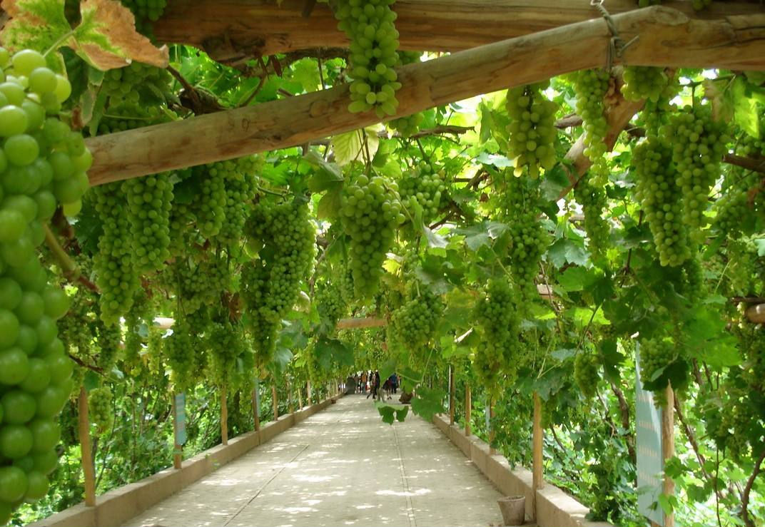 縣城用農(nóng)產(chǎn)品APP賣(mài)水果