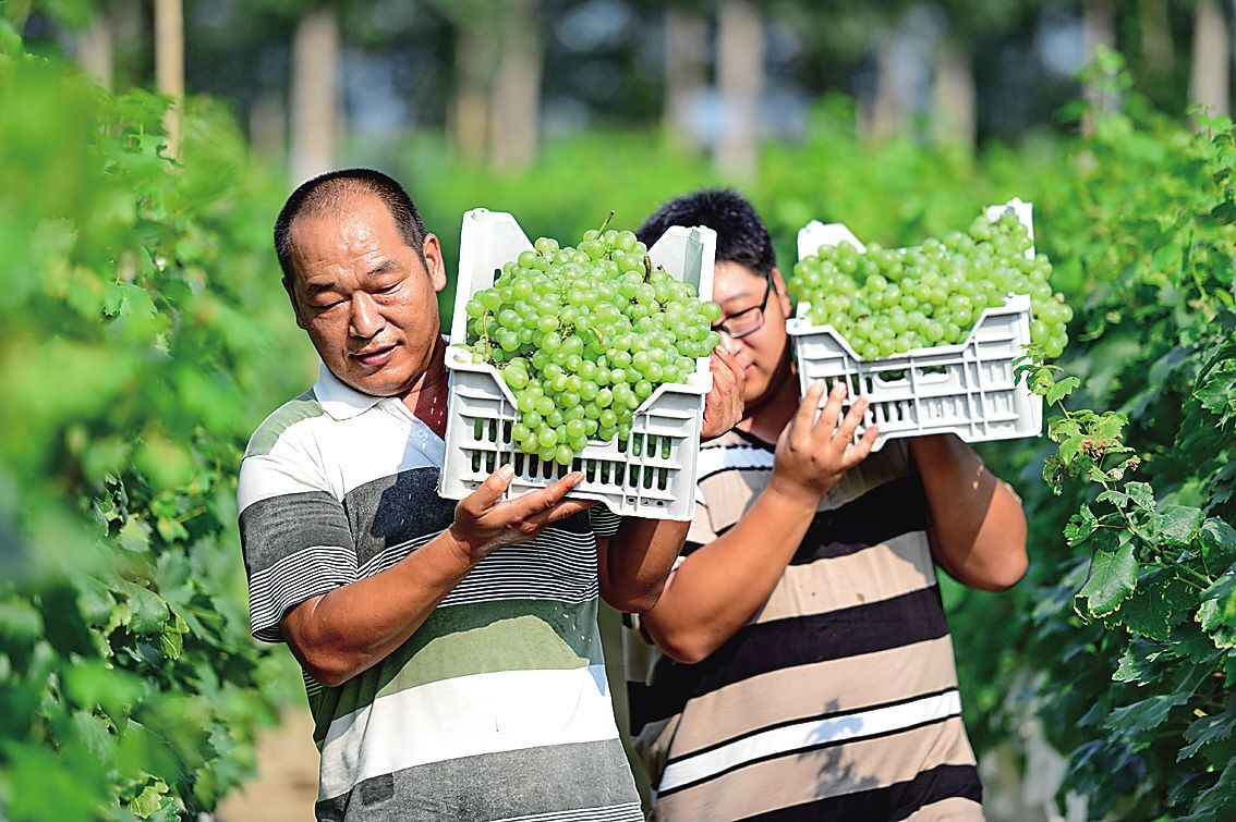 農(nóng)產(chǎn)品APP開(kāi)發(fā)